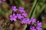 Tuberous vervain